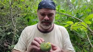 Pawpaws (Asimina triloba) with The Mushroom Hunter