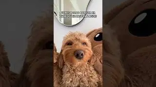 Køb på firstgrade.dk 🐶🧸
