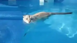Веселые кошки