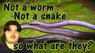 What the heck are Caecilians? // Exploring Exotics