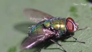MACRO PHOTOGRAPY (original soundtrack)