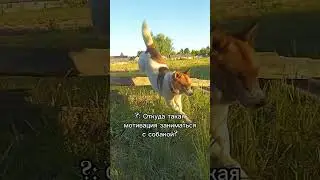 @ дай лапу друг