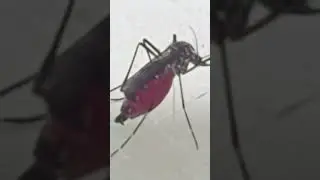 Be Careful Mosquito