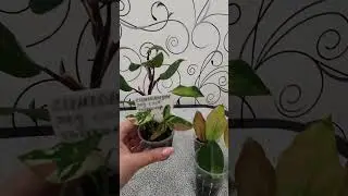#комнатныерастения