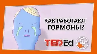 🔶Как работают гормоны? [TED-Ed на русском]