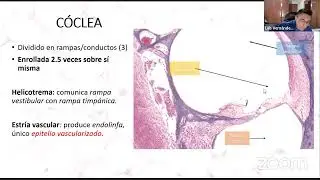 Histología de Oído - its.histology