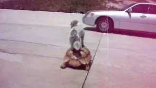 Cute Dog Rides Turtle