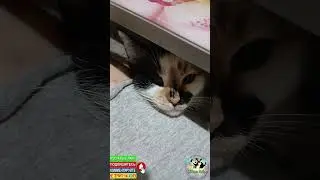 Мы ничего не просим🤭