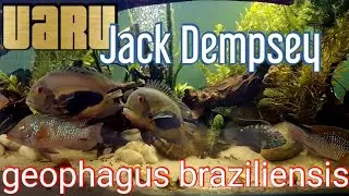 Special community aquarium