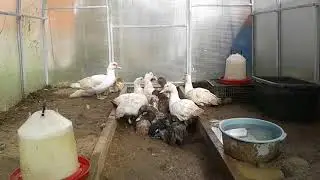 8 октября 2017 года. Мускусята растут.