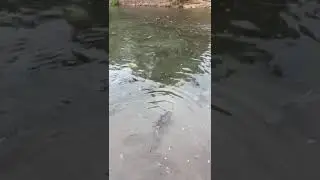#камчатка. Рыбы больше чем людей! #кета. Можно ловить рыбу руками.