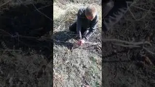 Подготовка винограда к укрытию