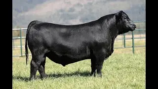 Lot 3 - Montana Barricade 3214