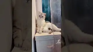 Давай заведём котёнка
