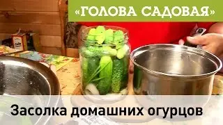 Голова садовая - Как правильно посолить огурцы на зиму?