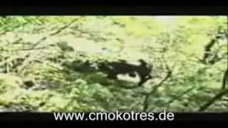 Zmaj od Sipova u Borbi sa Bikovoma