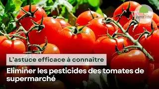 Eliminer les pesticides des tomates de supermarché : l’astuce efficace à connaître