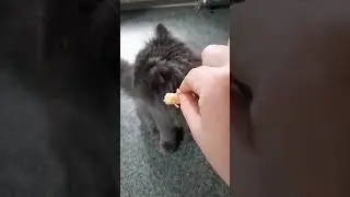 кот Федя