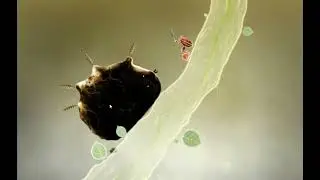 Спасаем дерево - Botanicula - Прохождение