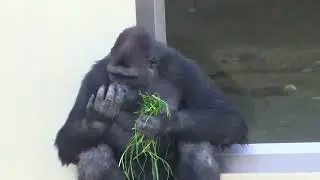 シャバーニ家族 1168  Shabani family gorilla
