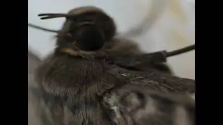 Lost Moth in the House - Super Closeup with Details of Wings
