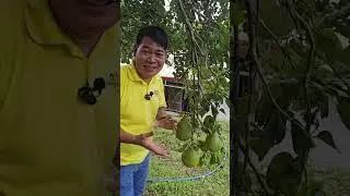 SUHA NA HITIK NA HITIK SA BUNGA, MULA SA BABA HANGGANG ITAAS AY MAY BUNGA #farming #farm #gardening