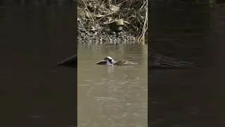 Elang Buas