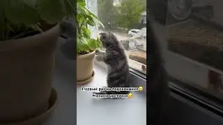 #котики #котята