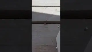 Богомол ушел в отрыв