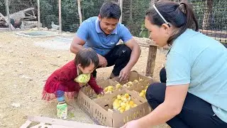 The whole family built a duck coop and went to buy ducklings | Family Farm Life