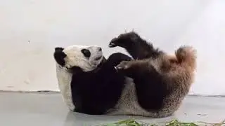 Панда ДинДин прячет Малыша На пузике Московский зооПарк🐼👀🔥Panda DinDin hides Baby Moscow Zoo🐼👀🔥