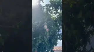 Вот так растет манго