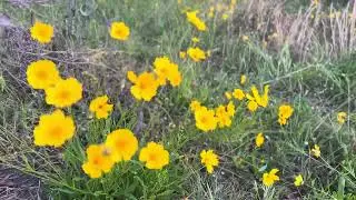 Yellow Wild Flowers in Australian Bush  Free Footage