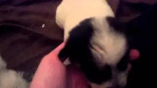 Jeep's Litter at 2 1/2 Weeks