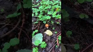Кто любит ходить за грибами?😃 #дневник_кровельщика