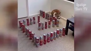 OMG Super Cute ♡ Best Funny Cats and Dogs Compilation #17