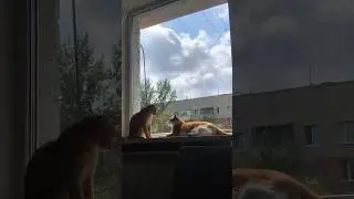 Будет ли бой?🐱🐱 #котовлог #catshorts