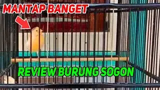 Review Burung Sogon yang akan mengikuti jejak cendet