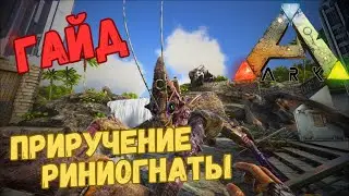 КАК ПРИРУЧИТЬ РИНИОГНАТУ??? 