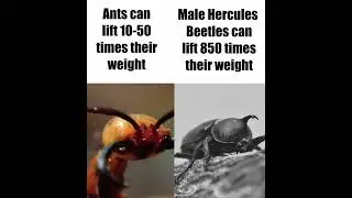Average Ant Fan vs Average Beetle Enjoyer #memes