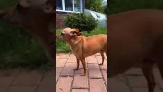 Томагавк и соус чимичурри