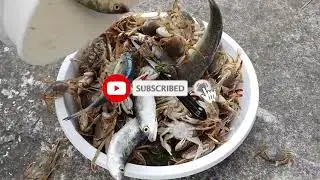 Crabbing and Fishing (Christchurch New Zealand)