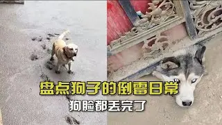 盘点狗子的倒霉日常！狗脸都丢完了，今日功德又无了