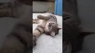 Маркиза передает всем привет! #cat #весна #котик #funnyanimals #кот #животные #кошка #nature