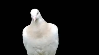White Bird. Dove. White Pigeon. Overlay. Mask