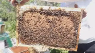 Дадант в Аргентине // Продолжение эксперимента //Пчеловодство Аргентины