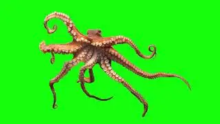 Octopus on GREEN SCREEN FOR FREE | EFFECTS FOR FREE | | CHROMA KEY | Chroma Key | Green Screen |