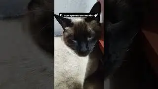 😻Eu sou apenas um neném! #felinoslindos #pets #cat #gatinhos #gato #gatos #felinos #amamosgatos