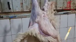 سكين سلخت وقطعت خروفين بدون سن ( سكين أم طاحونة الجاوية الألمانية ) 👌🏽👌🏽👌🏽🔪🔪🔪