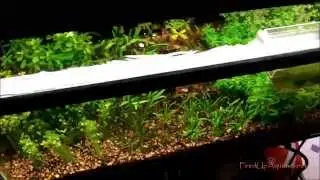 Fired Up Aquatics News for the Week